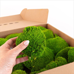 Stabilizovaný Ball moss 0,16 m2 light green - velkoobchod, dovoz květin, řezané květiny Brno