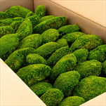 Stabilizovaný Ball moss 0,75 m2 light green - velkoobchod, dovoz květin, řezané květiny Brno