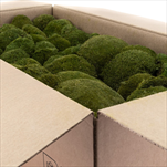 Stabilizovaný Ball moss 0,75 m2 nature green - velkoobchod, dovoz květin, řezané květiny Brno