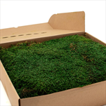 Stabilizovaný Flat moss 600 g /0,4 m2 nature green - velkoobchod, dovoz květin, řezané květiny Brno