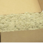 Stabilizovaný Island moss 1 kg cream - velkoobchod, dovoz květin, řezané květiny Brno