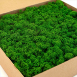 Stabilizovaný Island moss 1 kg nature green - velkoobchod, dovoz květin, řezané květiny Brno