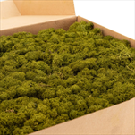 Stabilizovaný Island moss 1 kg medium green - velkoobchod, dovoz květin, řezané květiny Brno