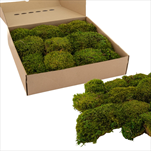 Stabilizovaný Hair moss 0,3 m2 light green - velkoobchod, dovoz květin, řezané květiny Brno