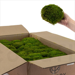 Stabilizovaný Mood moss 0,2 m2 light green - velkoobchod, dovoz květin, řezané květiny Brno