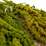 Stabilizovaný Amaranthus 80 x 40 x 20 cm light green - velkoobchod, dovoz květin, řezané květiny Brno