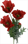 UK Vlčí Mák červený 40cm - velkoobchod, dovoz květin, řezané květiny Brno