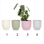 Ke obal Orchid pr.13cm color mix - velkoobchod, dovoz květin, řezané květiny Brno