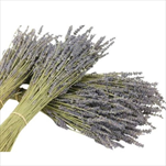 Levandule sušená 100 g/40 cm - velkoobchod, dovoz květin, řezané květiny Brno