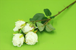 Uk Růže trsová 37cm krémová - velkoobchod, dovoz květin, řezané květiny Brno