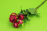 Uk Růže trsová 37cm fuchsiová - velkoobchod, dovoz květin, řezané květiny Brno