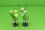 Uk Narcis závěs/sklo 18cm - velkoobchod, dovoz květin, řezané květiny Brno