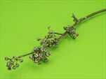 Eucalyptus metalic 48 cm - velkoobchod, dovoz květin, řezané květiny Brno