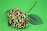 Uk Hydrangea 44cm fialovo-zelená - velkoobchod, dovoz květin, řezané květiny Brno
