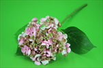 Uk Hydrangea 44cm růžovo-zelená - velkoobchod, dovoz květin, řezané květiny Brno
