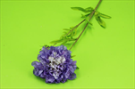 Uk Scabiosa 68cm dark purple - velkoobchod, dovoz květin, řezané květiny Brno