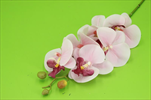 Uk Orchidea 78cm rose - velkoobchod, dovoz květin, řezané květiny Brno