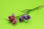 Uk Fritilaria 43cm - velkoobchod, dovoz květin, řezané květiny Brno