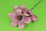 Uk Magnolia glitr 45cm tmavě růžová - velkoobchod, dovoz květin, řezané květiny Brno