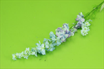 Uk Delphinium 70cm modro-bílé - velkoobchod, dovoz květin, řezané květiny Brno