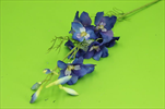 Uk Delphinium 66cm modré - velkoobchod, dovoz květin, řezané květiny Brno