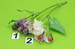 Uk Alstroemerie X2/27cm lilac - velkoobchod, dovoz květin, řezané květiny Brno