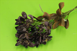 Uk větvička kvetoucí 68cm aubergine - velkoobchod, dovoz květin, řezané květiny Brno