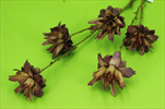 Uk zinnia 68cm fialová - velkoobchod, dovoz květin, řezané květiny Brno