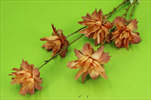 Uk zinnia 68cm oranžová - velkoobchod, dovoz květin, řezané květiny Brno
