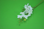Uk Phalaenopsis 30cm krémový - velkoobchod, dovoz květin, řezané květiny Brno