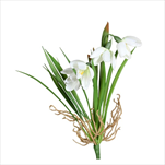 Uk Sněženka 20 cm - velkoobchod, dovoz květin, řezané květiny Brno