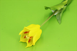 Uk Tulipán 48cm žlutý - velkoobchod, dovoz květin, řezané květiny Brno