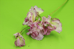 Uk Hrachor 46cm fialový - velkoobchod, dovoz květin, řezané květiny Brno