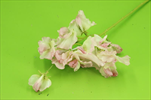 Uk Hrachor 46cm růžovo-bílý - velkoobchod, dovoz květin, řezané květiny Brno