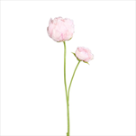 Uk pivoňka 66 cm růžová - velkoobchod, dovoz květin, řezané květiny Brno