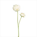 Uk pivoňka 66 cm krémová - velkoobchod, dovoz květin, řezané květiny Brno