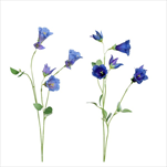 Uk zvonek 60 cm modrý - velkoobchod, dovoz květin, řezané květiny Brno