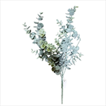 Uk eucalyptus 41 cm - velkoobchod, dovoz květin, řezané květiny Brno
