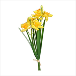 Uk Narcis X2/32 cm - velkoobchod, dovoz květin, řezané květiny Brno