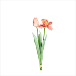 Uk Tulipán 49 cm salmon - velkoobchod, dovoz květin, řezané květiny Brno