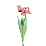 Uk Tulipán 49 cm honey - velkoobchod, dovoz květin, řezané květiny Brno