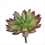 Uk sukulent zápich 14 cm - velkoobchod, dovoz květin, řezané květiny Brno