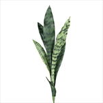 Uk sanseviera 60 cm - velkoobchod, dovoz květin, řezané květiny Brno