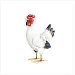 Slepice kov 34 cm krémová - velkoobchod, dovoz květin, řezané květiny Brno