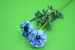 Uk Chrpa x3 - velkoobchod, dovoz květin, řezané květiny Brno