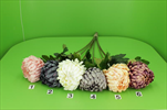 Uk chryzantéma koule lux - velkoobchod, dovoz květin, řezané květiny Brno