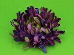Uk chryzantéma květ jehlice fialovo-zelená - velkoobchod, dovoz květin, řezané květiny Brno