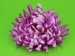 Uk chryzantéma květ jehlice světle fialová - velkoobchod, dovoz květin, řezané květiny Brno