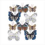 Do motýl na klipu mix II. 45 - 75 mm 10 ks - velkoobchod, dovoz květin, řezané květiny Brno