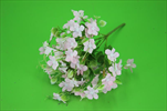 UK Kytička drobný květ fialová - velkoobchod, dovoz květin, řezané květiny Brno